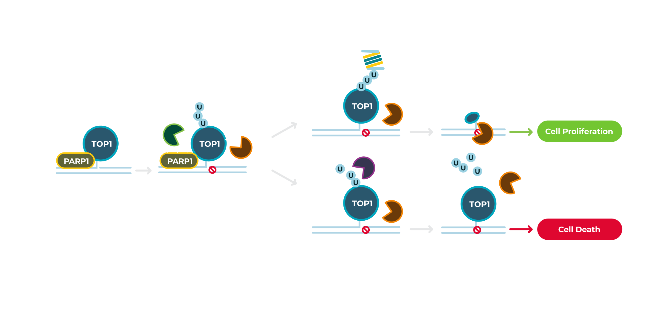 Diagram of CRISPR-Cas9 gene editing steps, showing DNA modification and possible outcomes.