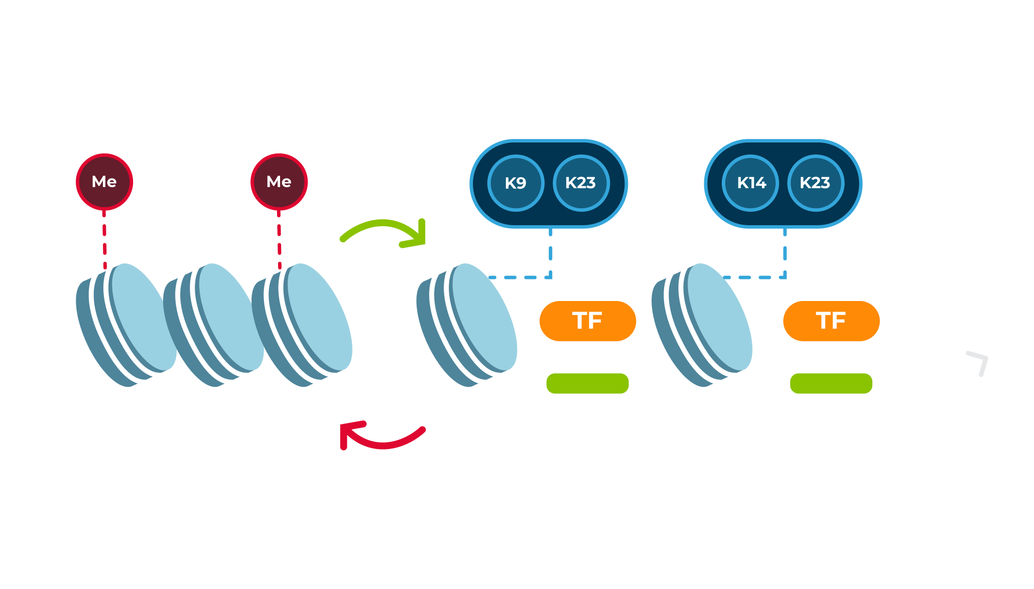 Diagram showing HDACs closing chromatin and HATs opening chromatin for gene expression.