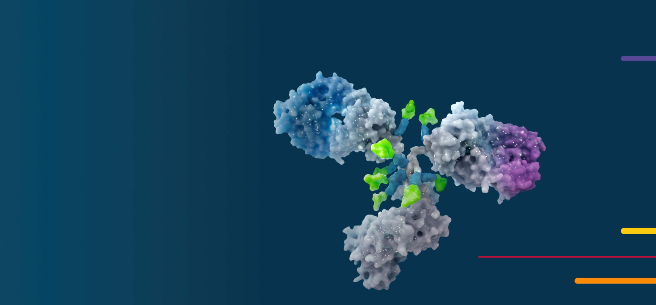 3D illustration of an antibody molecule with colored regions on a blue background.